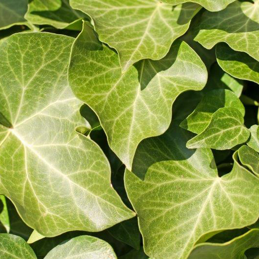 Efeu Fotolia 36338944 L (2)