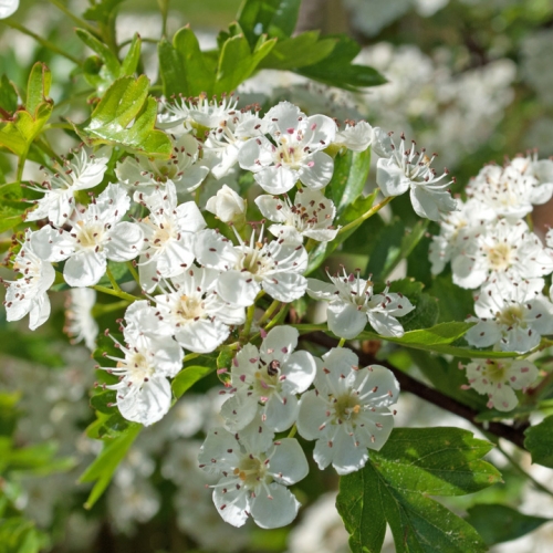 Weißdorn - Crataegus