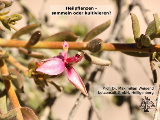 Prof Weigend Präsentation 04 12 2013